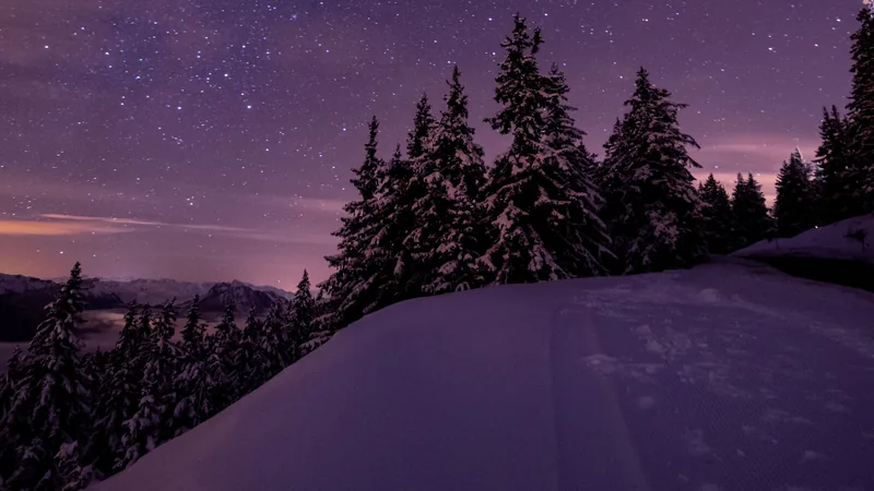 Snow-covered pine trees under a clear, starry sky